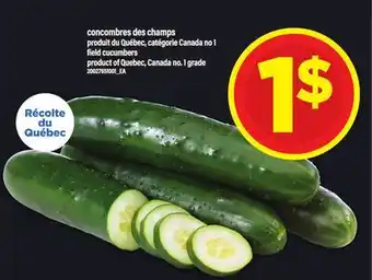 Maxi CONCOMBRES DES CHAMPS | FIELD CUCUMBERS offer