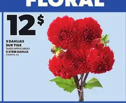 Provigo 5 STEM DAHLIA offer
