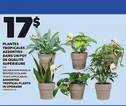 Provigo ASSORTED TROPICAL PLANTS IN UPGRADE, CH offer