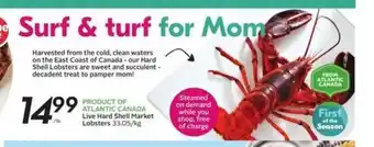 Sobeys Live hard shell market lobsters offer