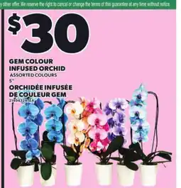 Independent Grocer INFUSED ORCHID offer