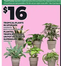 Independent Grocer TROPICAL PLANTS IN UPGRADE offer