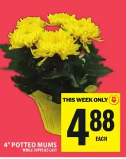 Food Basics 4 POTTED MUMS offer