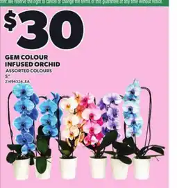 Loblaws GEM COLOUR INFUSED ORCHID, 5 offer