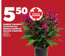 Loblaws FARMER'S MARKET OUTDOOR FALL ANNUALS MUM OR CELOSIA VARIETIES, 6.5 INCH offer
