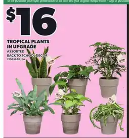 Loblaws TROPICAL PLANTS IN UPGRADE offer