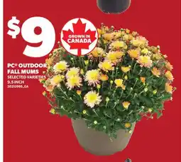 Loblaws PC OUTDOOR FALL MUMS, 9.5 INCH offer