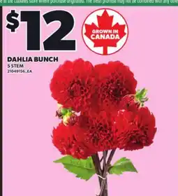 Loblaws DAHLIA BUNCH, 5 STEM offer