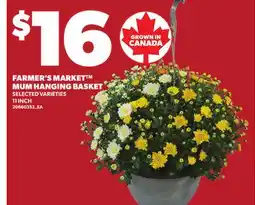 Loblaws FARMER'S MARKET MUM HANGING BASKET, 11 INCH offer