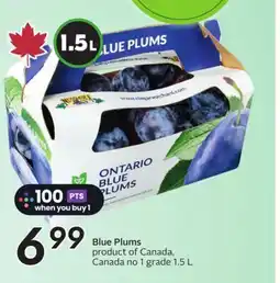 Sobeys Blue Plums offer