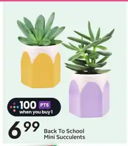 Sobeys Back To School Mini Succulents offer