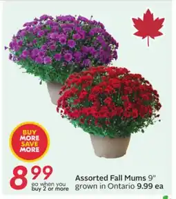 Sobeys Assorted Fall Mums offer