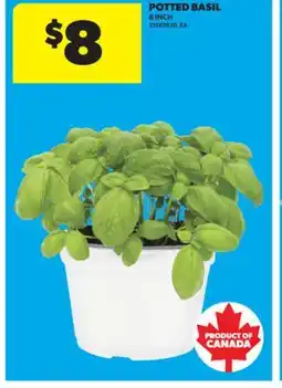 Real Canadian Superstore POTTED BASIL offer