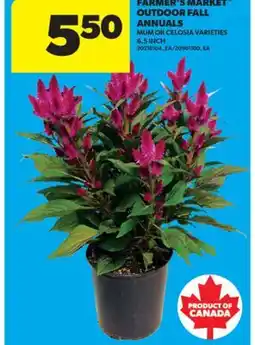 Real Canadian Superstore FARMER'S MARKET OUTDOOR FALL ANNUALS, 6.5 INCH offer