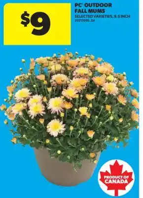 Real Canadian Superstore PC OUTDOOR FALL MUMS, 9.5 INCH offer