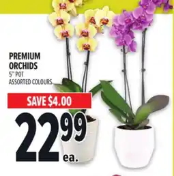 Metro PREMIUM ORCHIDS offer