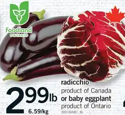 Fortinos RADICCHIO OR BABY EGGPLANT offer