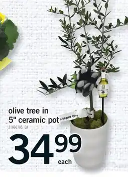 Fortinos OLIVE TREE IN 5 CERAMIC POT offer