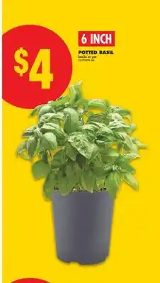 No Frills POTTED BASIL, 6 INCH offer