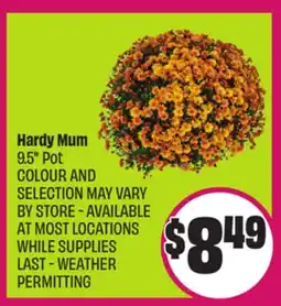 Chalo FreshCo Hardy Mum 9.5 Pot offer