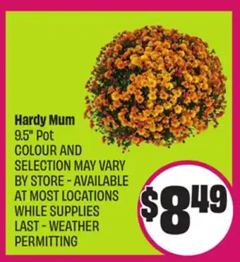Chalo FreshCo Hardy Mum 9.5 Pot offer