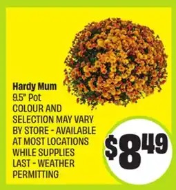FreshCo Hardy Mum 9.5 Pot offer