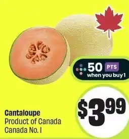 FreshCo Cantaloupe offer