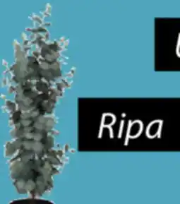 JYSK RIPA Artificial potted plant offer