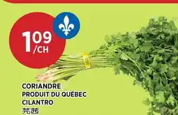 Kim Phat CILANTRO offer