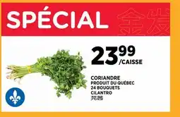 Kim Phat CILANTRO offer