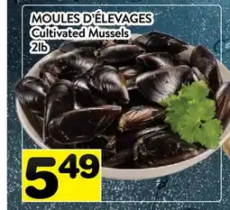 Supermarché PA MOULES D'ÉLEVAGES | CULTIVATED MUSSELS offer