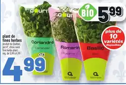 Metro PLANT DE FINES HERBES | FINE HERBS PLANT offer