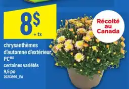 Maxi CHRYSANTHÈMES D'AUTOMNE D'EXTÉRIEUR PC, 9,5 po offer