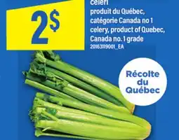 Maxi CÉLERI | CELERY offer