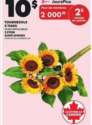 Provigo TOURNESOLS 5 TIGES offer