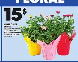 Provigo MINI ROSIER EN POT offer