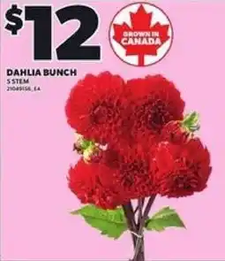 Loblaws Dahlia bunch offer