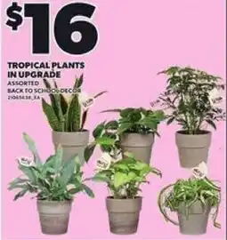 Loblaws Tropical plants in upgrade offer