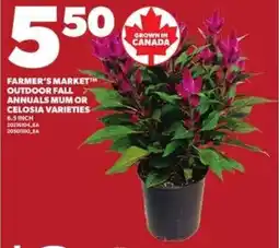 Loblaws Farmer's market outdoor fall annuals mum or celosia varieties offer