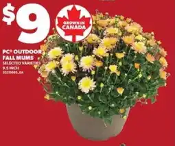 Loblaws PC outdoor fall mums offer