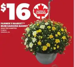 Loblaws Farmer's market mum hanging basket offer