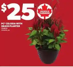 Loblaws PC celosia with grass planter offer