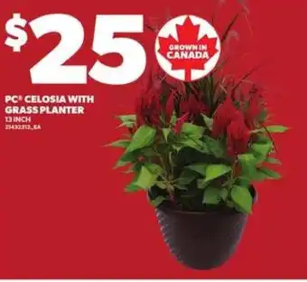 Loblaws PC celosia with grass planter offer