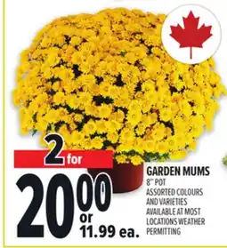 Metro GARDEN MUMS offer