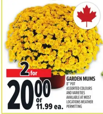 Metro GARDEN MUMS offer