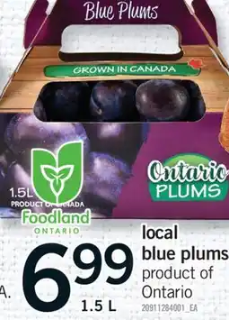 Fortinos LOCAL BLUE PLUMS, 1.5 L offer