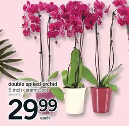 Fortinos DOUBLE SPIKED ORCHID, 5 INCH CERAMIC POT offer