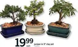 Fortinos JUNIPER IN 5 CLAY POT offer