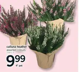 Fortinos CALLUNA HEATHER, 4 POT offer