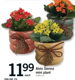 Fortinos ALVIN SIENNA MINI PLANT offer